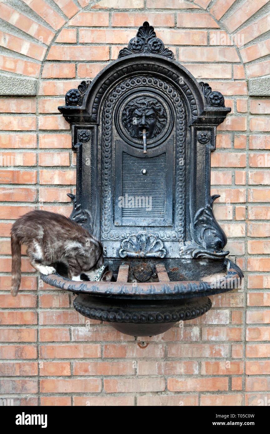 Un chat boit l'eau d'une fontaine dans la ville de Tourtour Banque D'Images