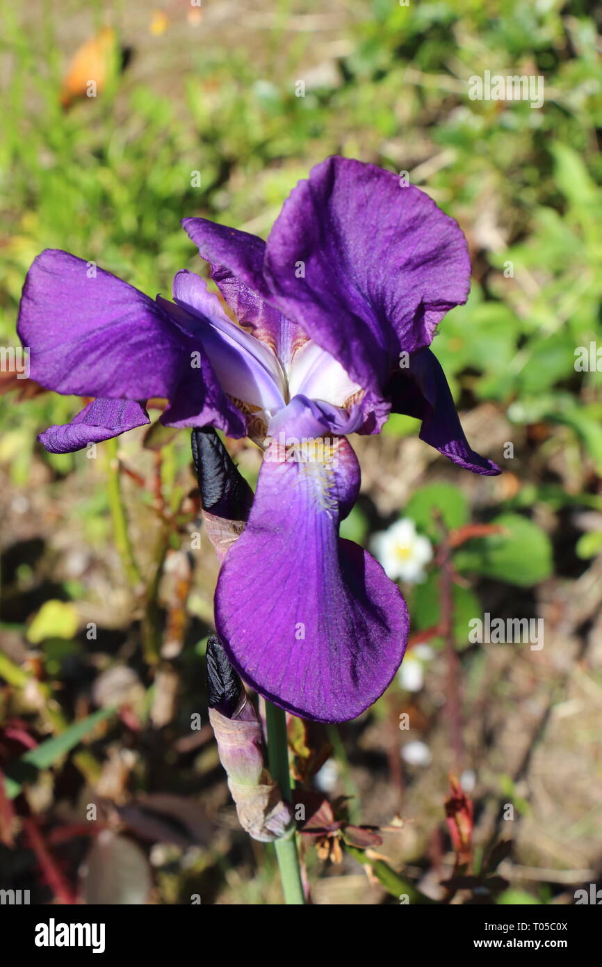Iris mauve fleur dans un jardin en été Banque D'Images