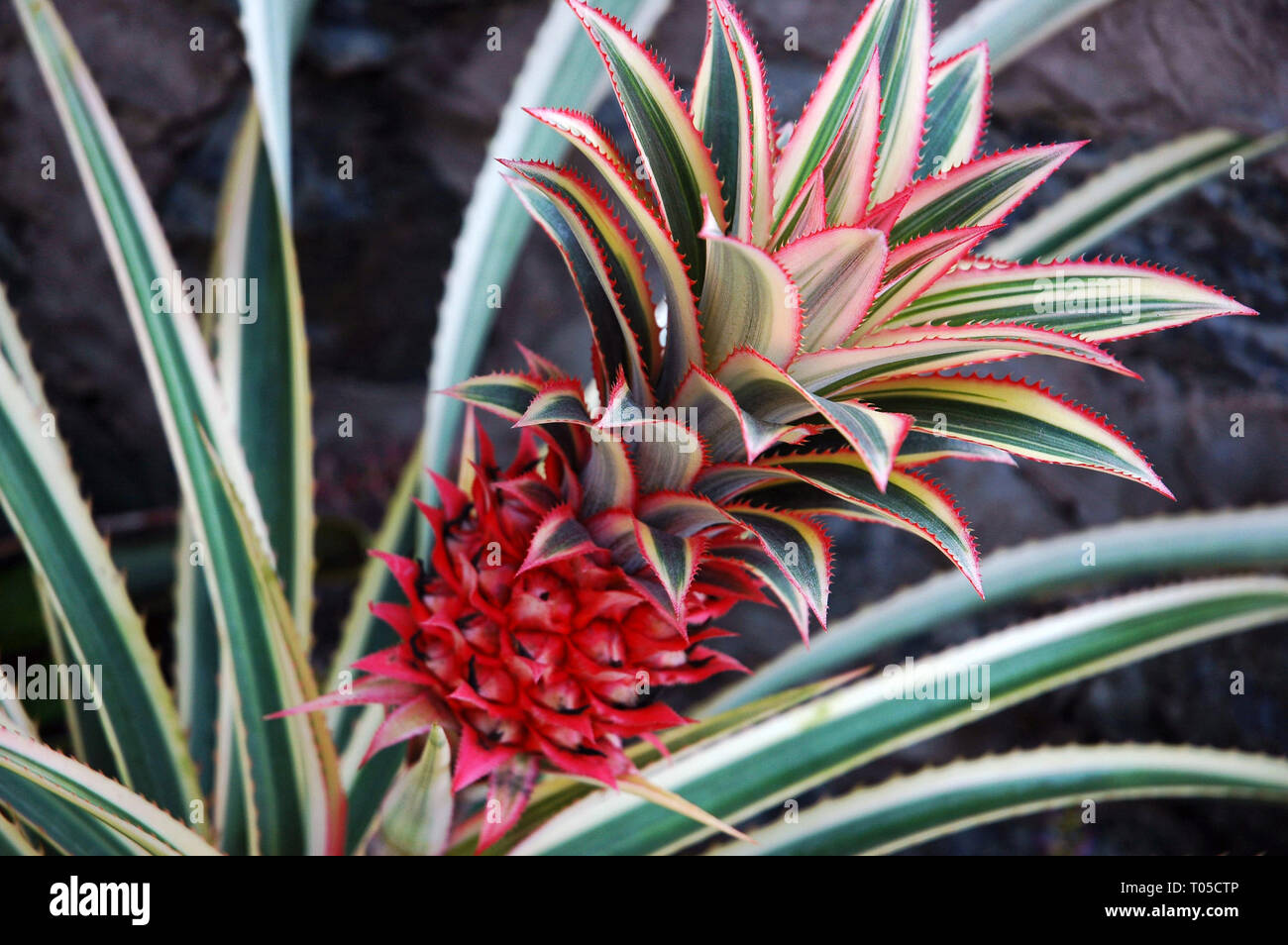 Photo de plantes tropicales, de l'ananas Banque D'Images