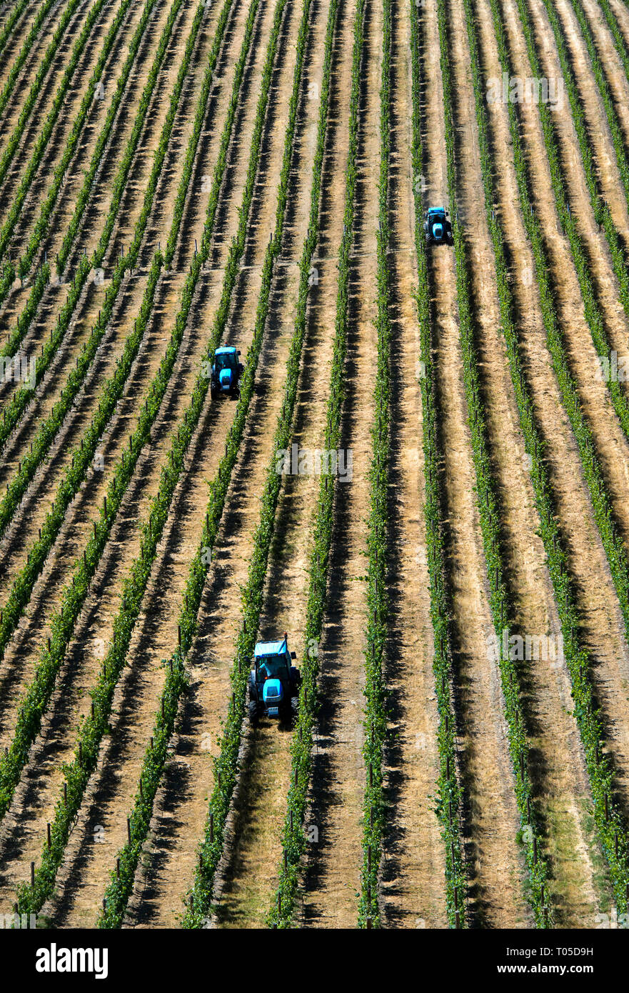 Le travail sur le terrain dans une plantation mécanisée avec vignes verticale à l'aide de la technique de culture Vinha ao alto, Sao Joao de Pesqueira, Douro, Portugal Banque D'Images
