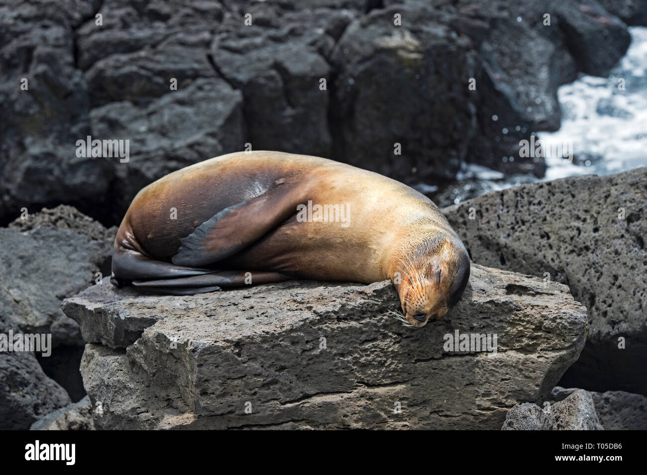 Lion de mer Galapagos (Zalophus wollebaeki), dormir sur des roches de lave, les joints de l'oreille (famille Otariidae), l'île de Floreana, Galapagos, Equateur Banque D'Images