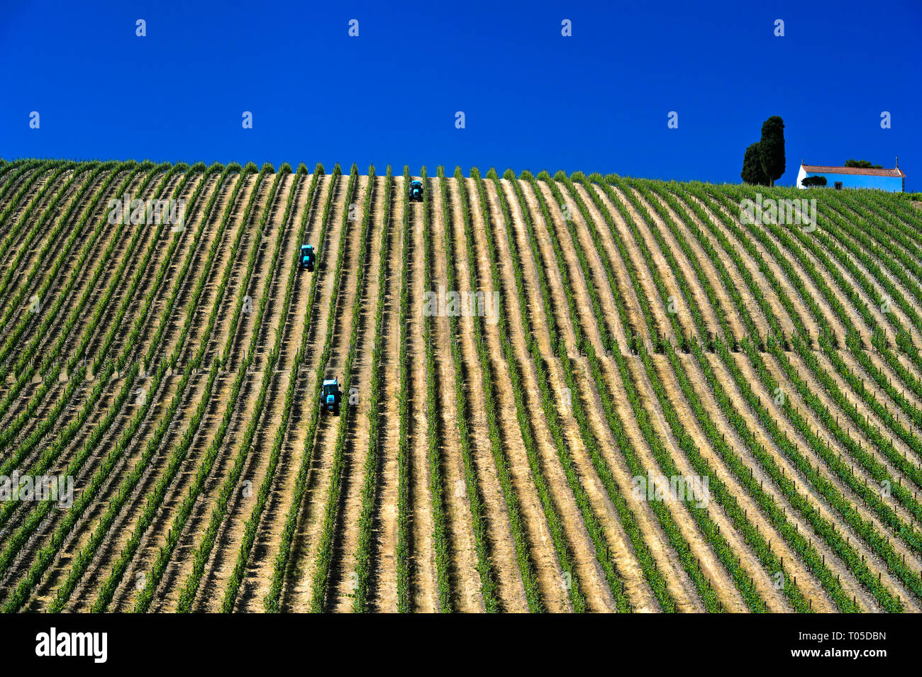 Terrain mécanisés avec tracteur en vignes avec vignes verticale, Vinha ao alto technique, Sao Joao de Pesqueira, Vallée du Douro, Portugal Banque D'Images