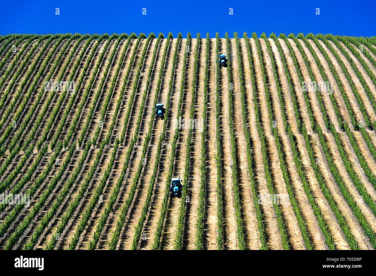 Terrain mécanisés avec tracteur en vignes avec vignes verticale, Vinha ao alto technique, Sao Joao de Pesqueira, Vallée du Douro, Portugal Banque D'Images