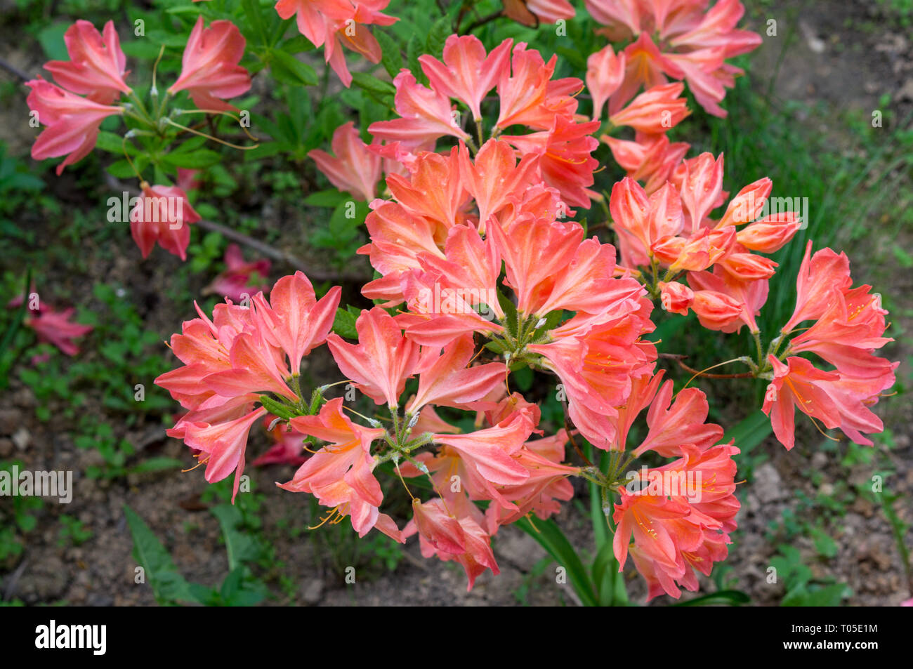 La floraison des azalées sur arbre (Rhododendron simsii Planch) Banque D'Images