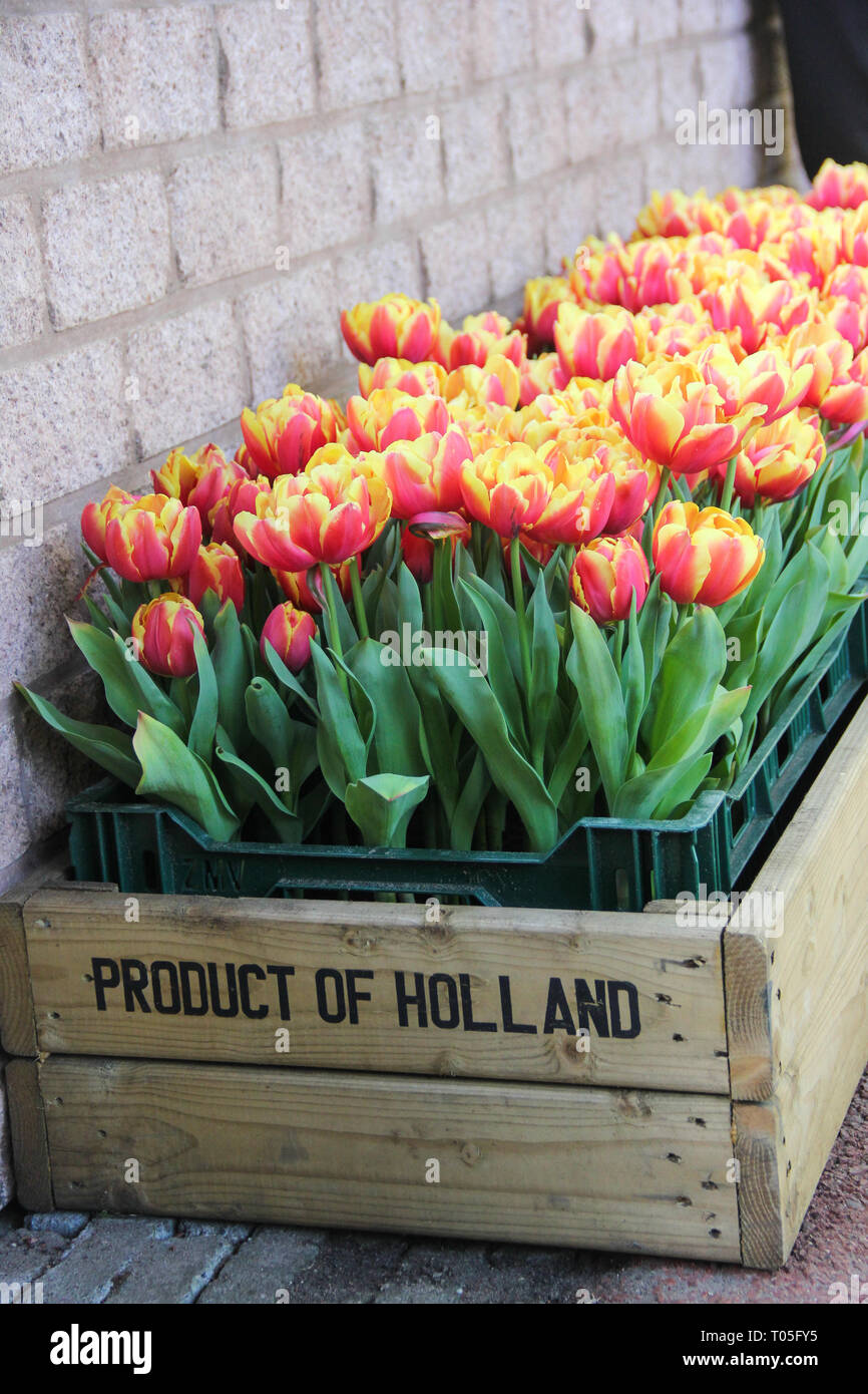 Vieille boîte en bois comme un glower lit avec jaune rouge magnifiques tulipes avec des feuilles vertes close up sur mur de brique arrière-plan. Printemps en fleurs de Keukenhof g Banque D'Images