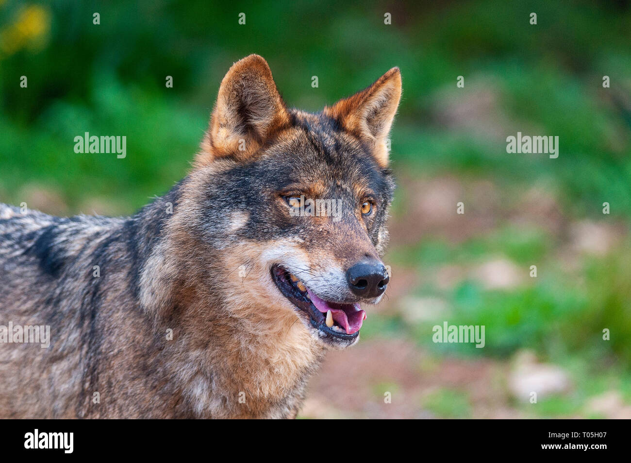 Iberia wolf (Canis lupus signatus Photo Stock - Alamy