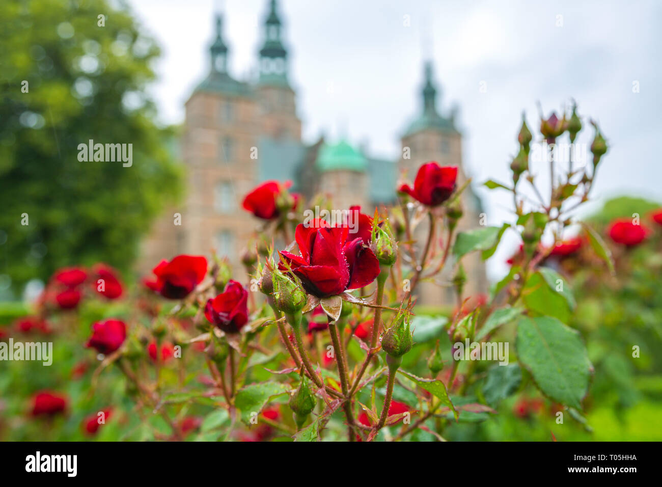 Fleurs roses dans les jardins de château de Rosenborg Banque D'Images