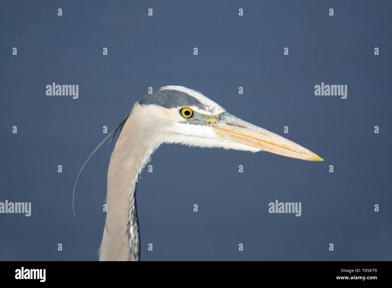 Portrait de grand héron bleu avec des yeux intenses verrouillé sur l'eau à la recherche de poisson Banque D'Images Portrait de grand héron bleu avec des yeux intenses verrouillé sur l'eau à la recherche de poisson Banque D'Images