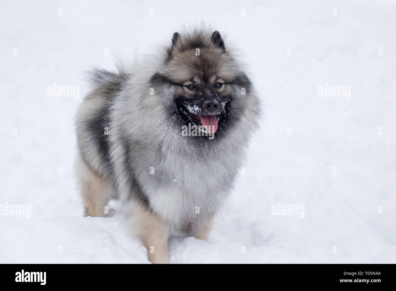 Deutscher Spitz Loup Est Debout Sur La Neige Blanche Ou