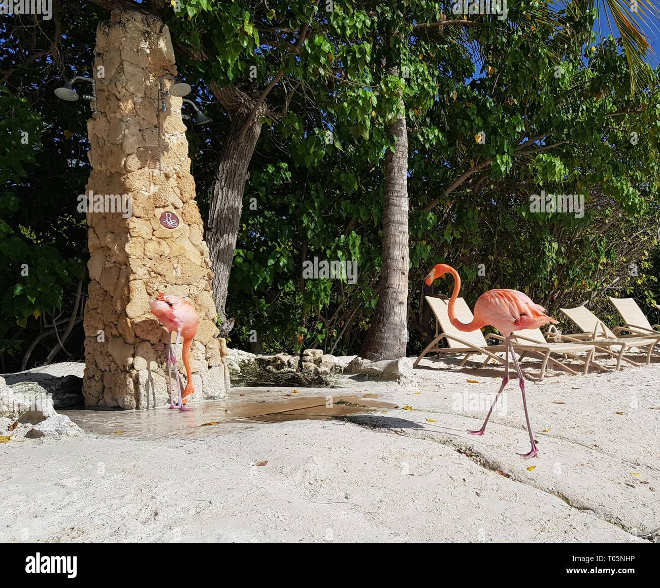 2 grands flamants roses à Aruba aura bientôt une douche Banque D'Images