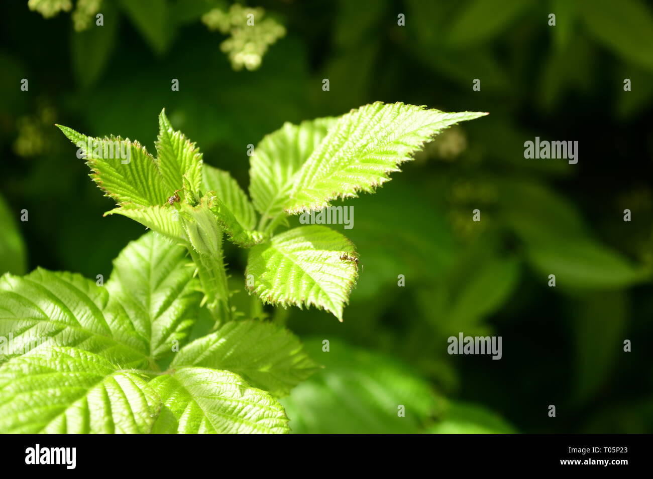 De minuscules insectes qui vivent sur des ronces et de la Banque D'Images