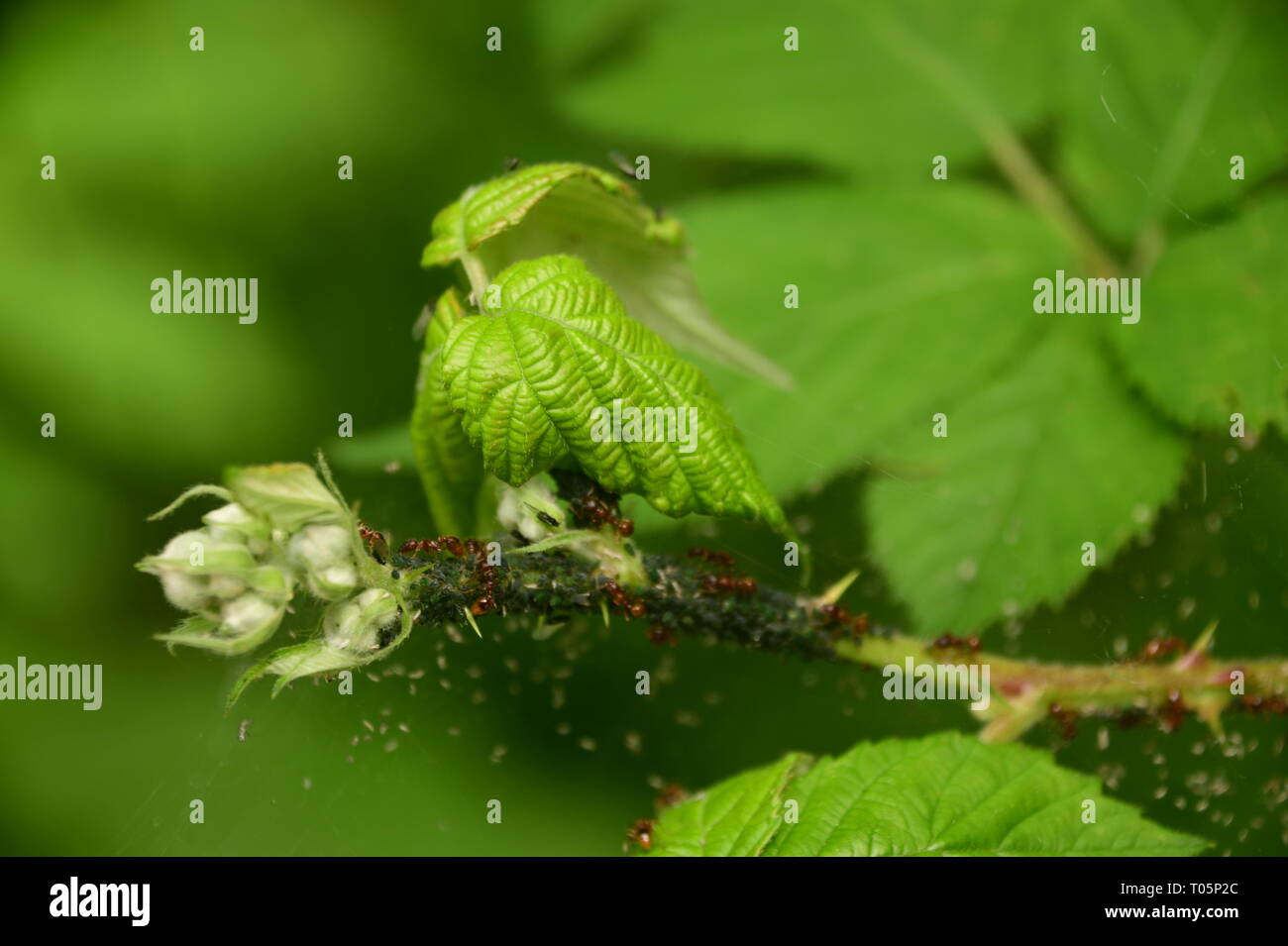 De minuscules insectes qui vivent sur et à partir de la traite des ronces - Fourmis Poux Banque D'Images