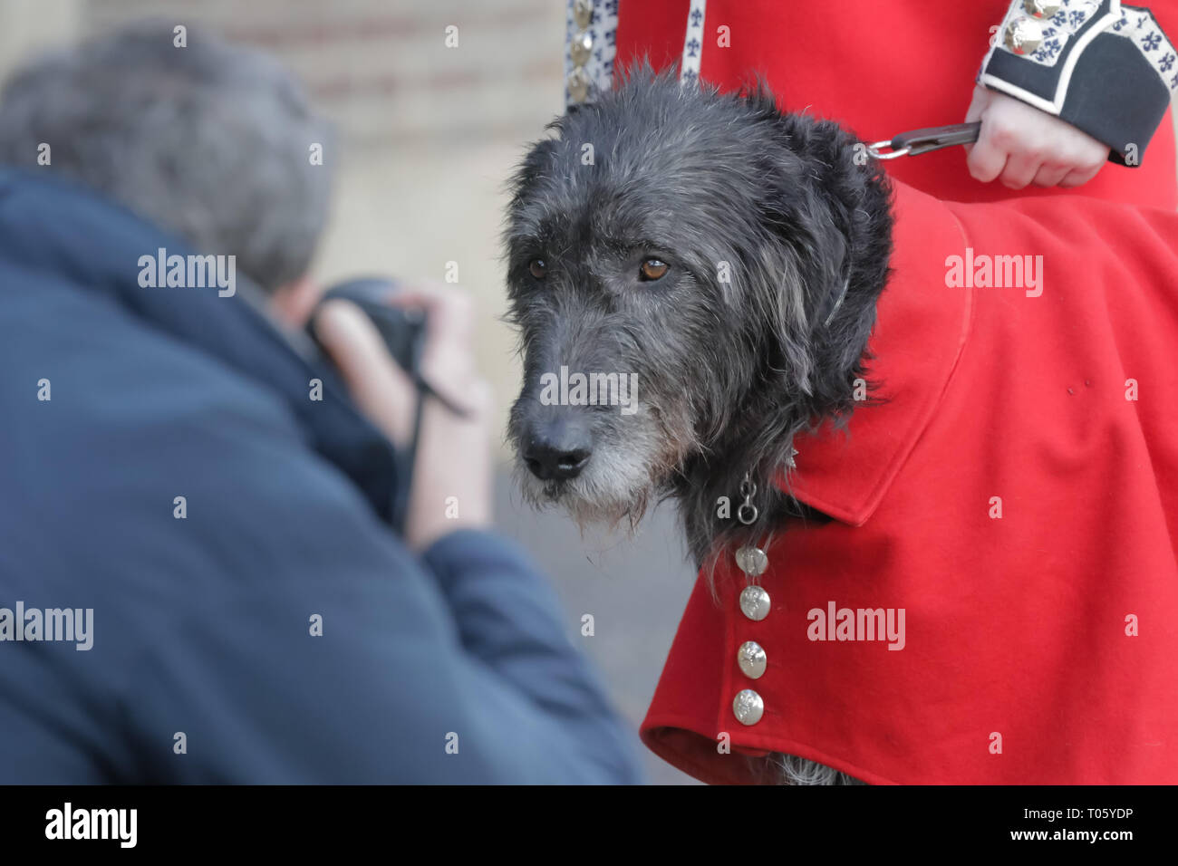 Londres, Royaume-Uni. 17 mars 2019. Donald mormaer, l'Irish Wolfhound mascotte du 1er bataillon Irish Guards pose pour une photoa à la parade de la St Patrick au quartier de cavalerie à Hounslow. Crédit : Chris Aubrey/Alamy Live News Banque D'Images