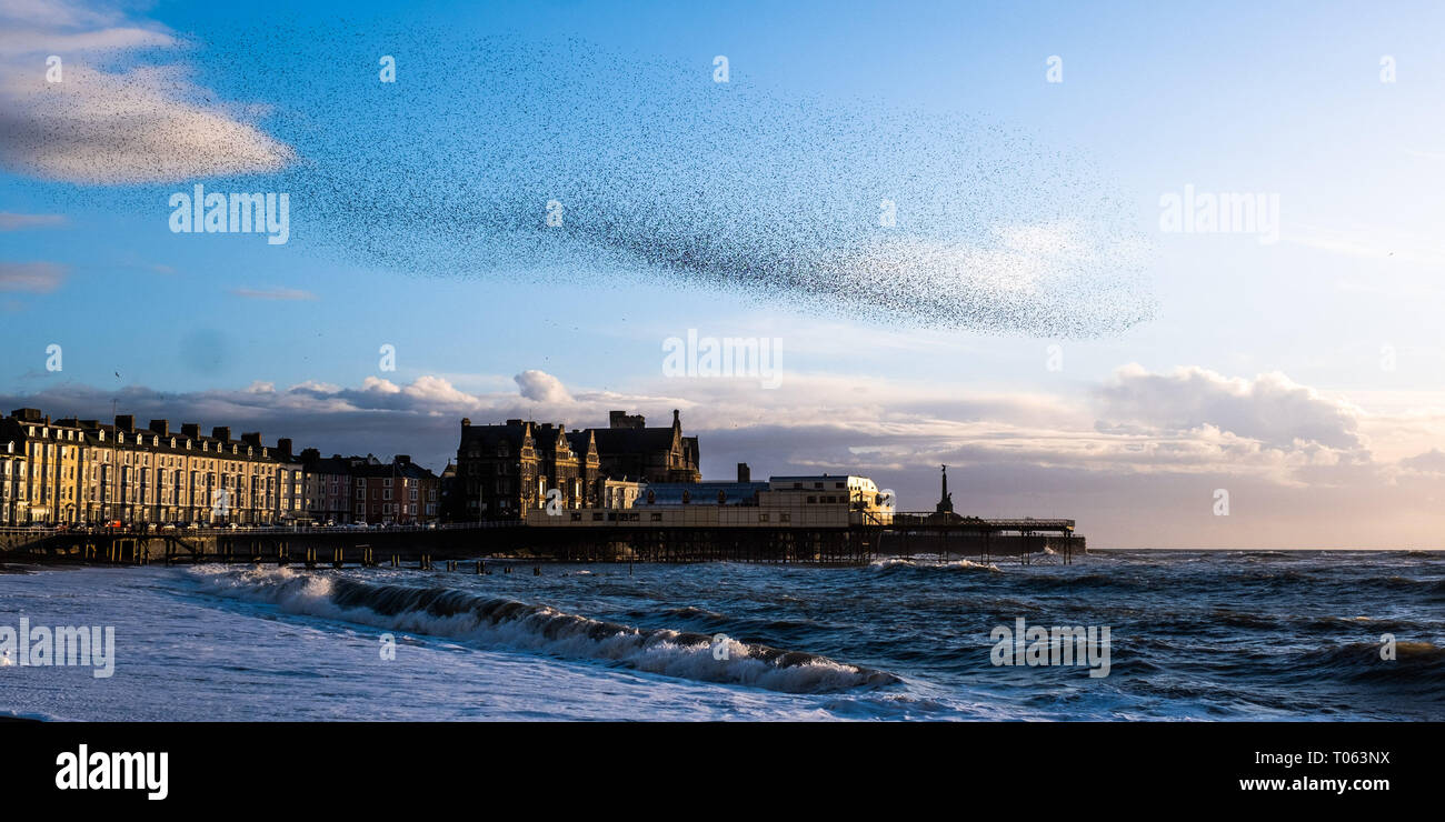 Aberystwyth, UK. Mar 17, 2019. Des dizaines de milliers d'étourneaux effectuer leur murmurations balletic tous les soirs dans le ciel au-dessus d'Aberystwyth, à mesure que la journée tire à sa fin. Les oiseaux migrateurs arrivent en fin d'hiver le séjour et va bientôt s'envoler pour retourner vers leurs lieux de nidification en Scandinavie pour l'été. Aberystwythis l'un des rares gîtes urbains dans le pays et attire des gens de tout le Royaume-Uni pour assister à l'affiche de nuit spectaculaire entre octobre et mars. Credit : Keith morris/Alamy Live News Banque D'Images