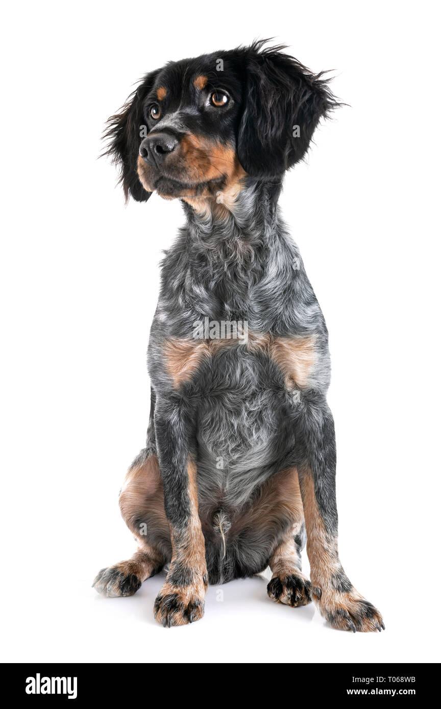 Chiot Epagneul Breton In Front Of White Background Photo Stock Alamy