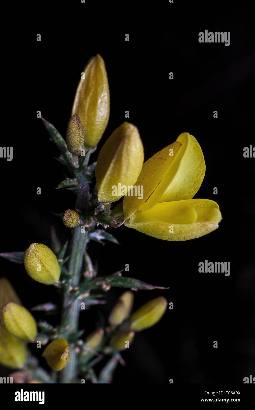 Plante épineuse avec ses fleurs au milieu des épines. Banque D'Images