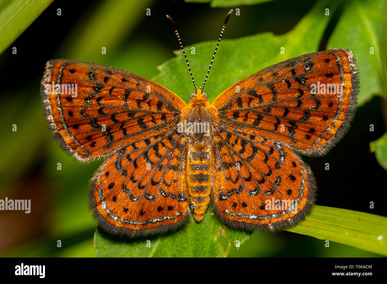 Belle (sur feuille verte Banque D'Images