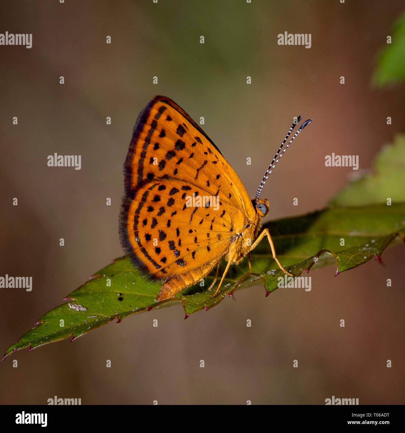 Belle (sur feuille verte Banque D'Images