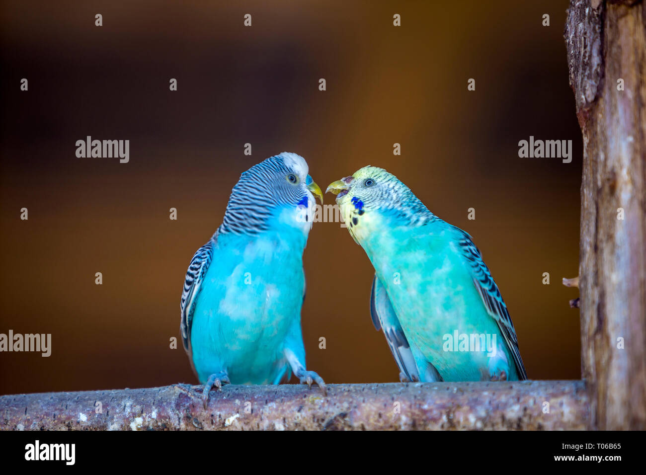 Petits oiseaux perroquets bleu vif assis sur branche d'arbre sur fond d'espace copie brouillée. Garder les animaux de compagnie à la maison concept. Banque D'Images