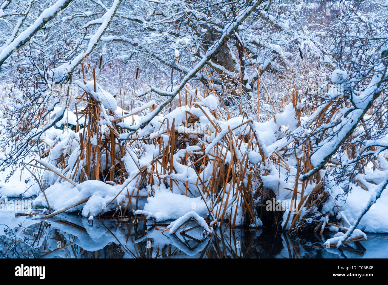 L'herbe haute dans une neige en hiver après une tempête à Vancouver (C.-B.) Delta, à la tourbière Burns. La forêt enneigée scènes. Banque D'Images