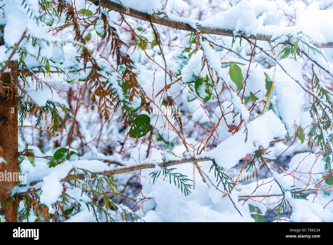 Arrière-plan de feuilles vertes montrant après une tempête de neige à Vancouver (C.-B.) Delta, à la tourbière Burns. La forêt enneigée scènes. Banque D'Images