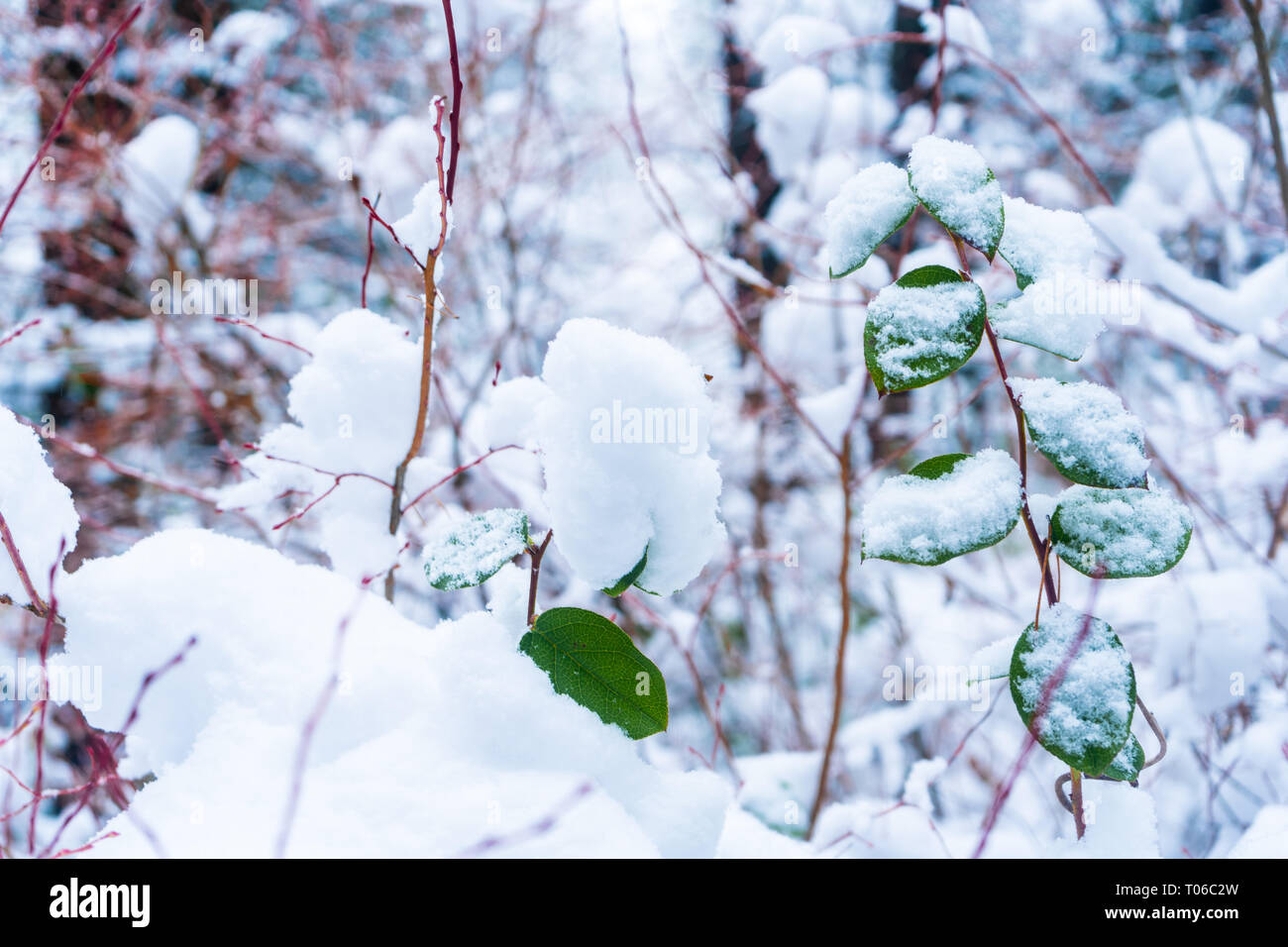 Arrière-plan de feuilles vertes et rouges en montrant les tiges après une tempête de neige à Vancouver (C.-B.) Delta, à la tourbière Burns. La forêt enneigée scènes. Banque D'Images