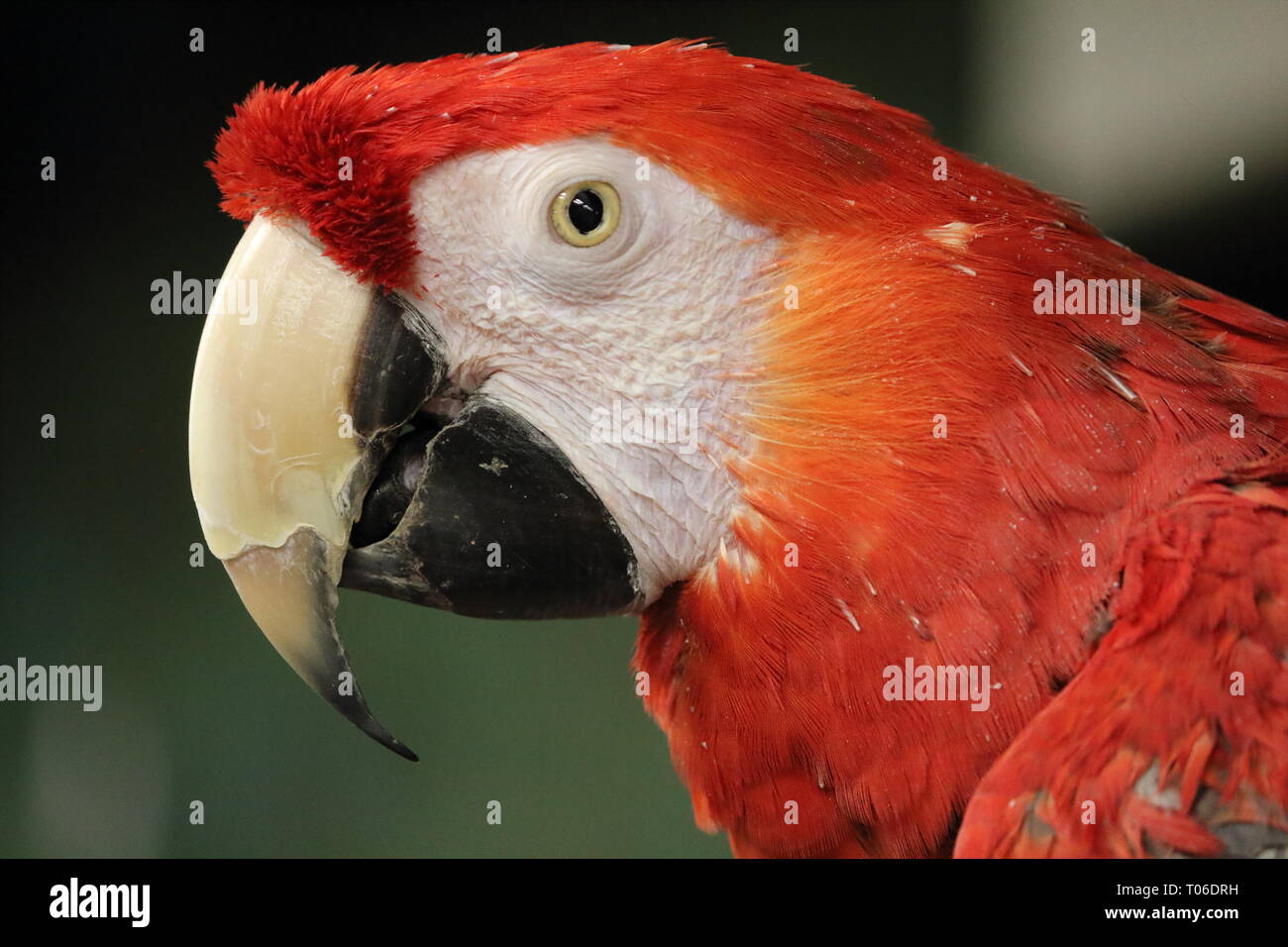 Portrait d'un ara Banque D'Images