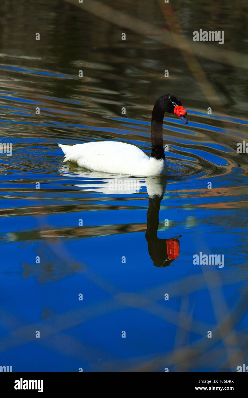 Black-necked Swan pagayer dans un étang Banque D'Images