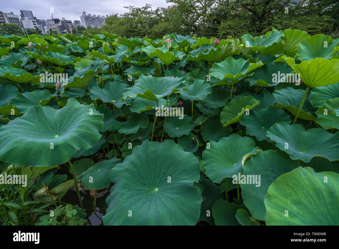 Taito-ku, Tokyo - le 27 juillet 2017 : nénuphars au Lotus Pond (Hasu no Ike) dans bassin Shinobazu (Shinobazu no Ike) situé sur l'île de Benten Uen Banque D'Images