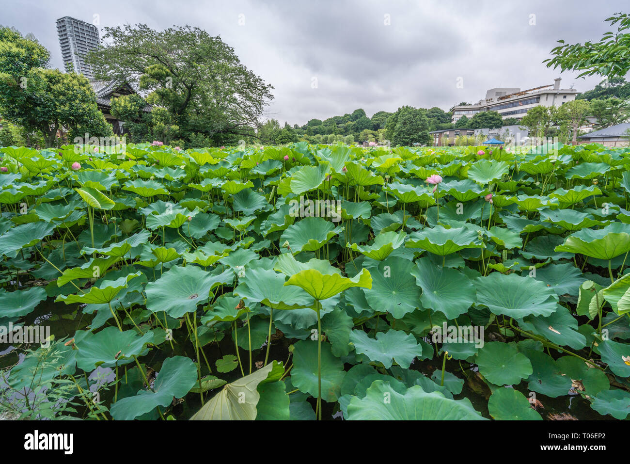 Taito-ku, Tokyo - le 27 juillet 2017 : nénuphars au Lotus Pond (Hasu no Ike) dans bassin Shinobazu (Shinobazu no Ike) situé sur l'île de Benten Uen Banque D'Images