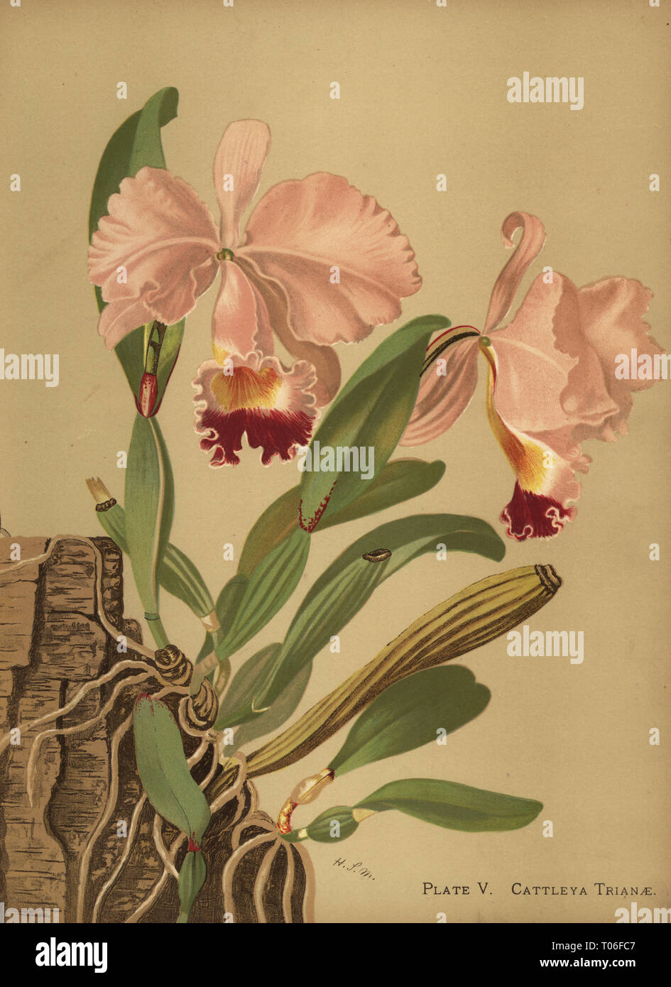 Flor de Mayo ou orchidée Cattleya trianae, Noël. Chromolithographie par Hatch Company après une illustration botanique par Harriet Stewart mineur de orchidées, la famille royale de plantes, Lee & Shepard, Boston, 1885. La première plaque de couleur américain livre sur orchidées par botaniste femme mineur. Banque D'Images