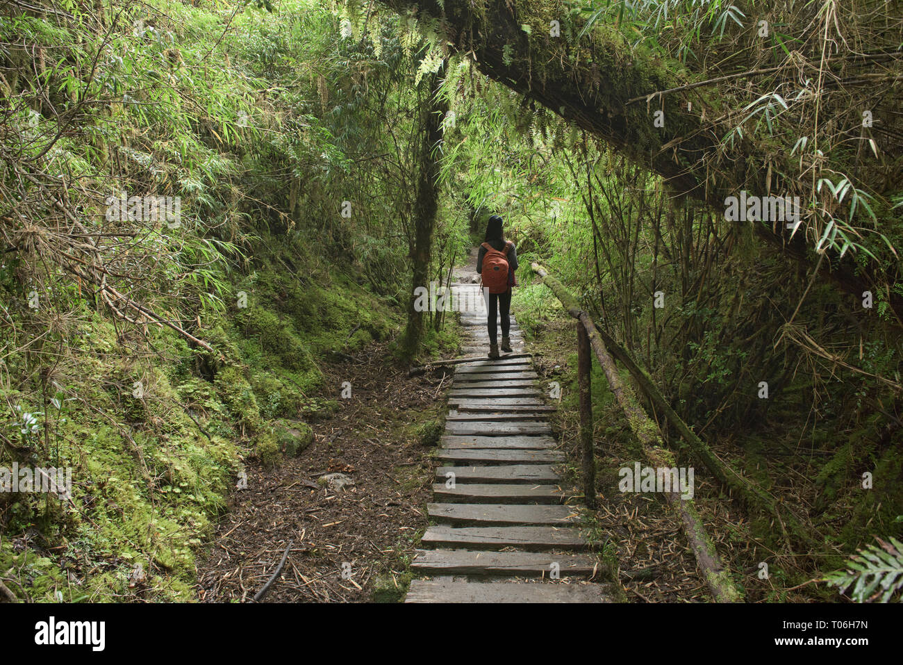 Trekking dans la forêt pluviale tempérée dans le Parc National Queulat, Patagonie, d'Aysen, Chili Banque D'Images