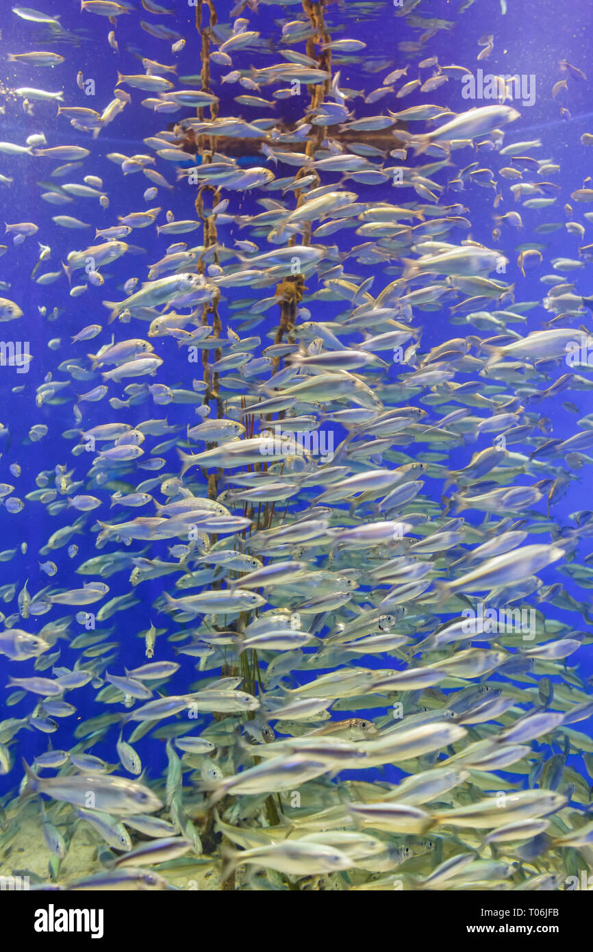 De nombreux poissons nager afficher dans le célèbre Aquarium National du Danemark de Copenhague, Danemark Banque D'Images