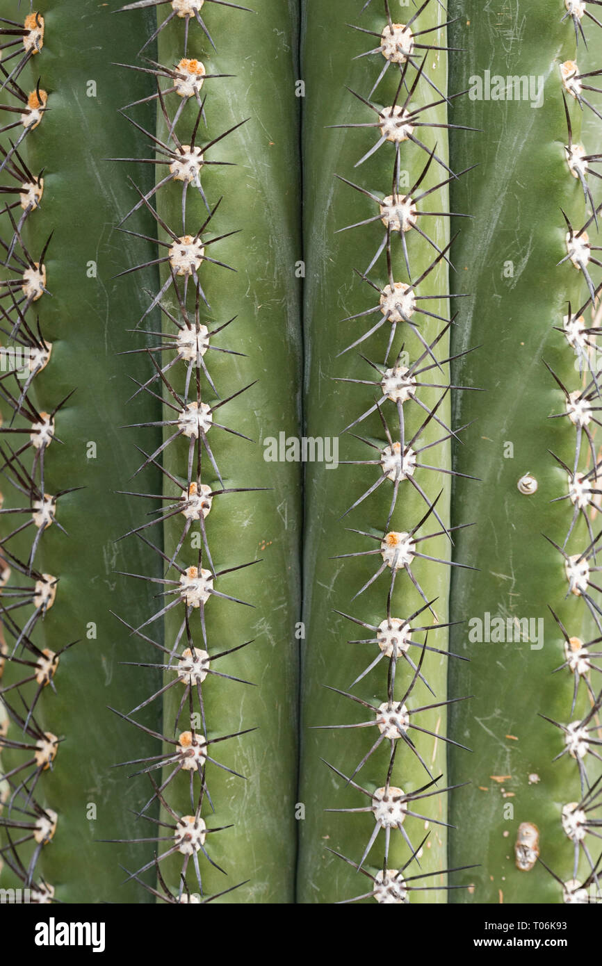 Châssis complet gros plan d'un cactus Trichocereus terscheckii hérissés, fond naturel. Banque D'Images