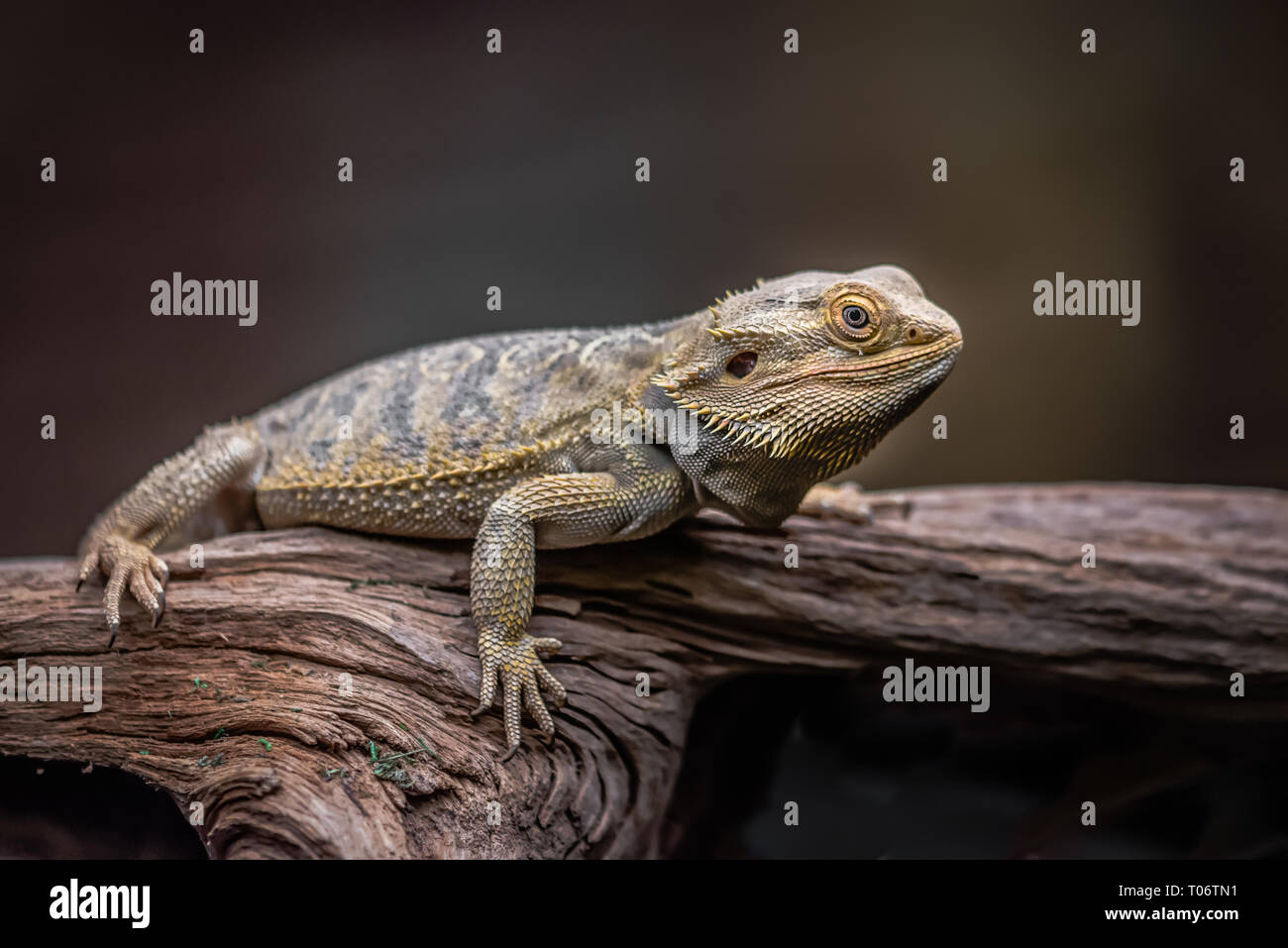 Une alerte dragon barbu pleine longueur que ce qu'elle repose sur un vieux journal en bois contre un fond de couleur sombre Banque D'Images