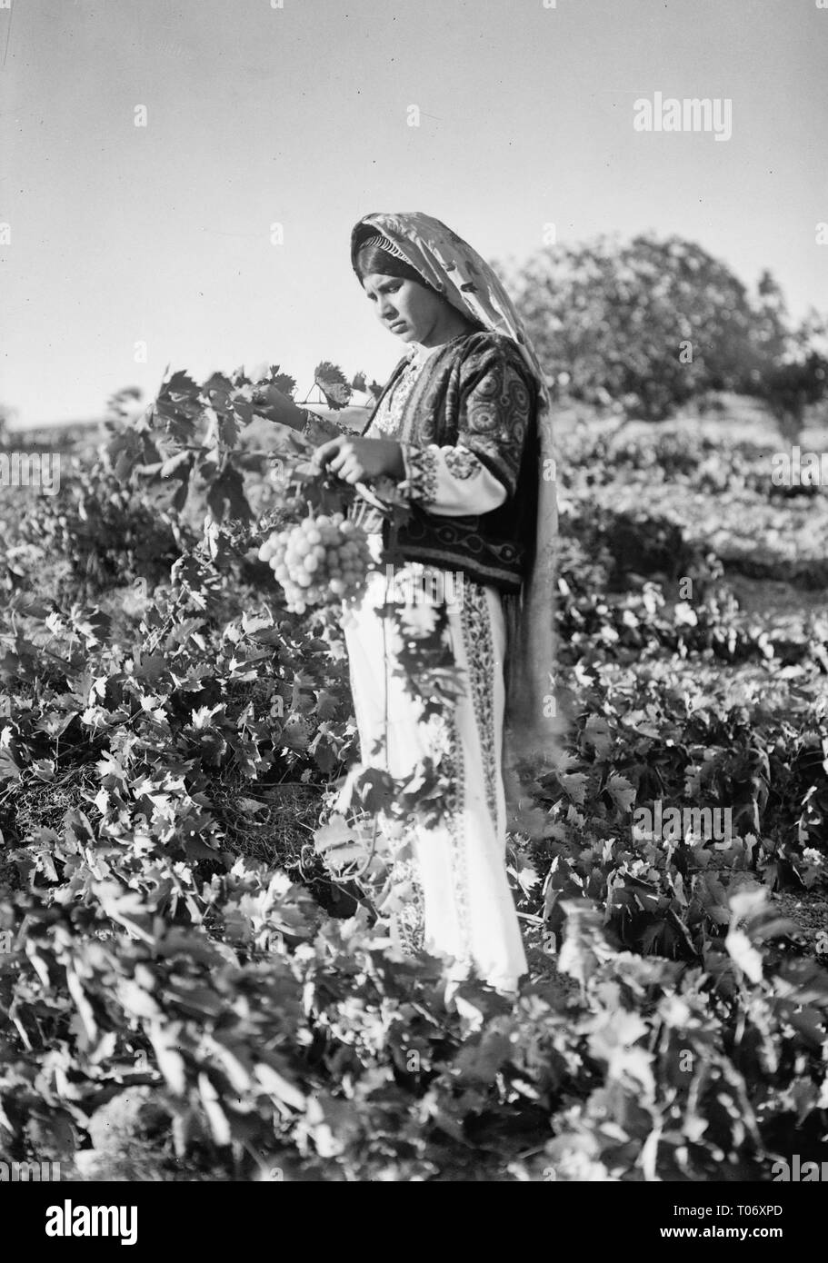 Un paysan tenant une grappe de raisins dans une vigne de Judée, vers 1930 Banque D'Images