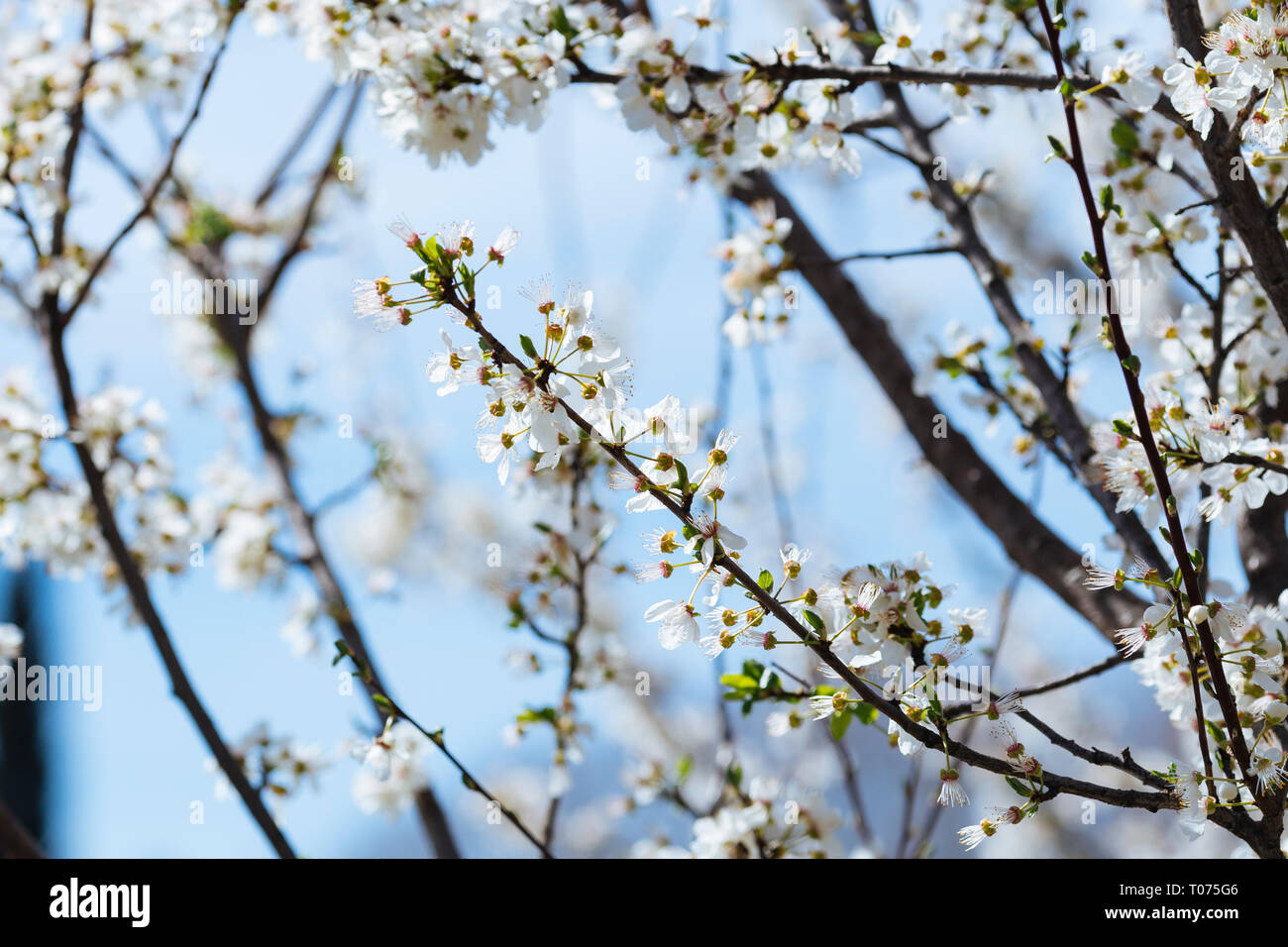 Blanc de printemps fleurs fleurs sur une branche d'arbre Banque D'Images
