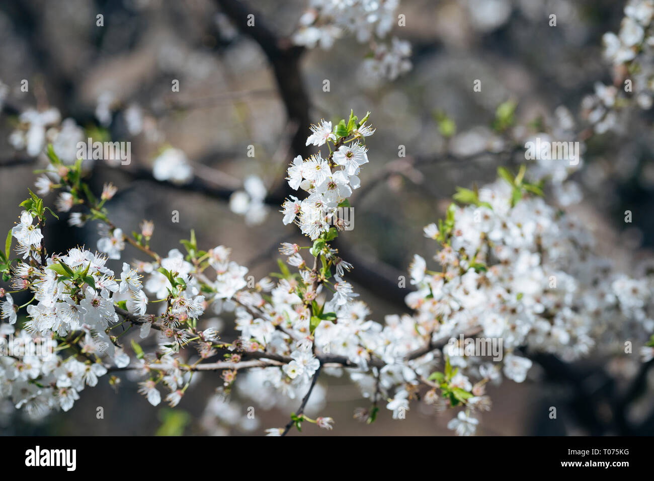 Blanc de printemps fleurs fleurs sur une branche d'arbre Banque D'Images