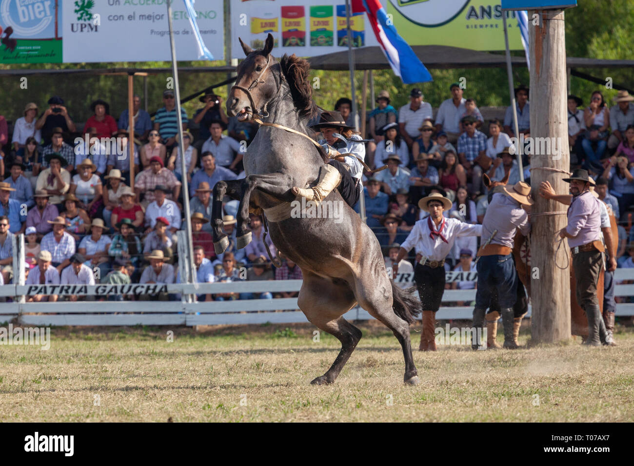 Une Gaucha (Cowgirl) vu un cheval au cours de la 'Patria Gaucha' rodeo à Tacuarembo. C'est la première fois en trente-trois ans qu'une femme peut conduire un cheval à l'événement "Patria Gaucha" en Uruguay. Chaque mois de mars, pour 33 ans en 1934 en une ville à 400 kilomètres de Montevideo, la capitale de l'Uruguay, est célébré l'événement le plus important dans le pays, "La Patria Gaucha" (La Patrie) gaucho l'événement dure 6 jours, et demande plus de cinquante mille personnes de tout le pays et le monde. Quatre mille cavaliers rencontrez défilé dans la rue principale de la ville et le meilleur de la t Banque D'Images