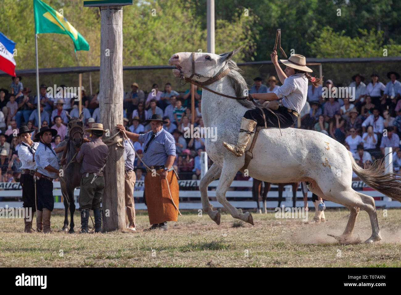 Une Gaucha (Cowgirl) vu un cheval au cours de la 'Patria Gaucha' rodeo à Tacuarembo. C'est la première fois en trente-trois ans qu'une femme peut conduire un cheval à l'événement "Patria Gaucha" en Uruguay. Chaque mois de mars, pour 33 ans en 1934 en une ville à 400 kilomètres de Montevideo, la capitale de l'Uruguay, est célébré l'événement le plus important dans le pays, "La Patria Gaucha" (La Patrie) gaucho l'événement dure 6 jours, et demande plus de cinquante mille personnes de tout le pays et le monde. Quatre mille cavaliers rencontrez défilé dans la rue principale de la ville et le meilleur de la t Banque D'Images
