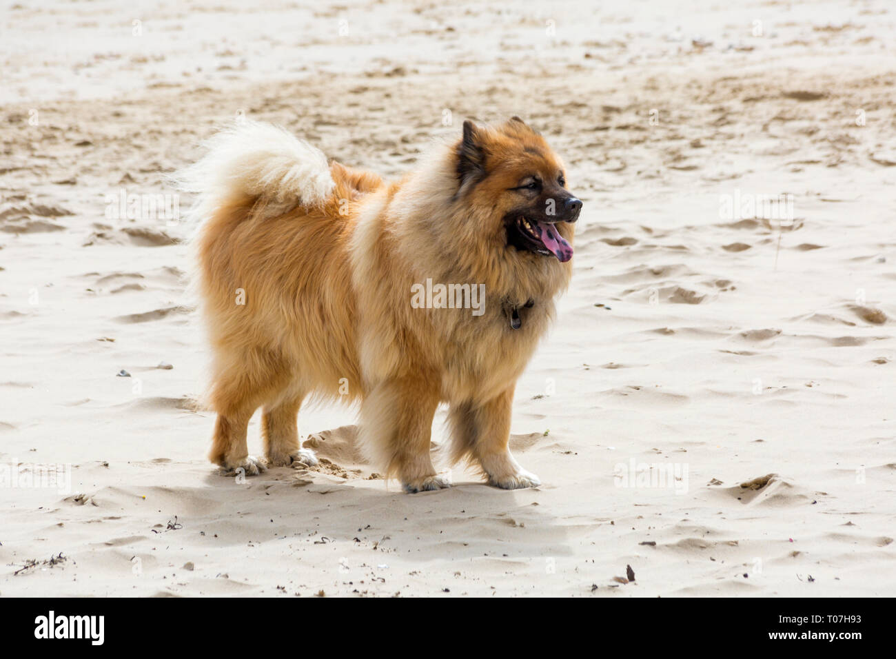Chien Eurasier Banque D Image Et Photos Alamy