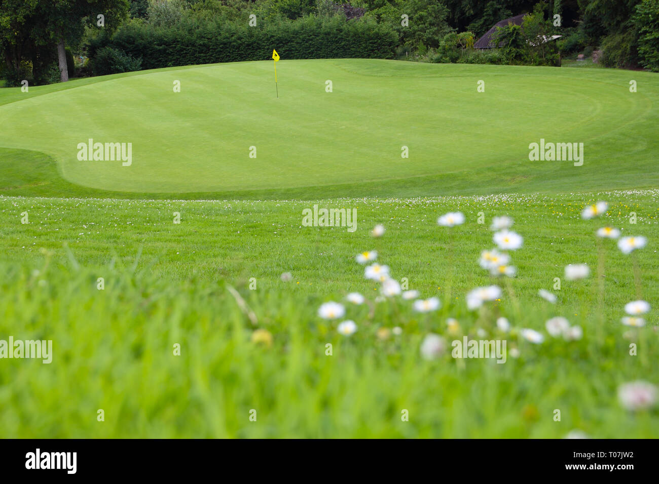 Drapeau de golf sur le green grass field close up Banque D'Images