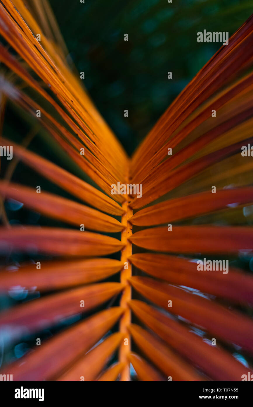 Feuilles de palmier aux couleurs chaudes Banque D'Images