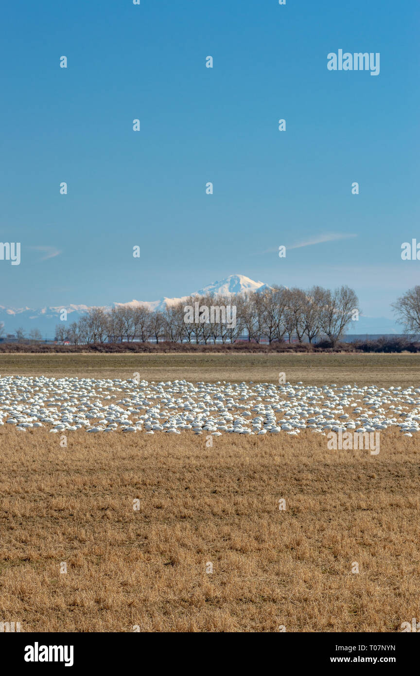Migrateurs hivernants La Petite Oie des neiges, Chen caerulescens, d'alimentation et de repos dans un champ agricole à Brunswick Point, Ladner, BC. Banque D'Images
