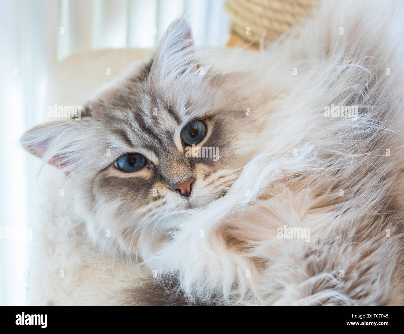 Fluffy Mignon Chaton De Race Siberienne L Elevage De Chats A Poils Longs Photo Stock Alamy
