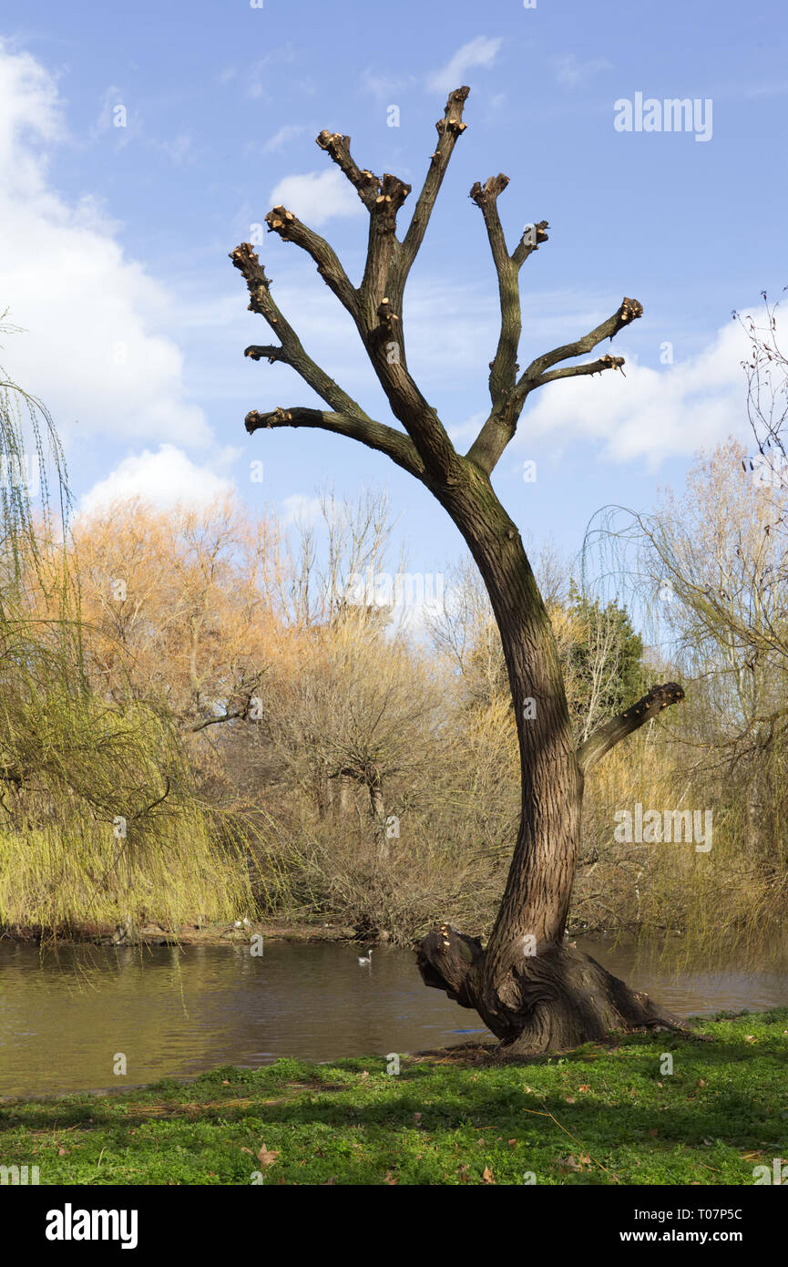 Arbre élagué au bord de la rivière Banque D'Images