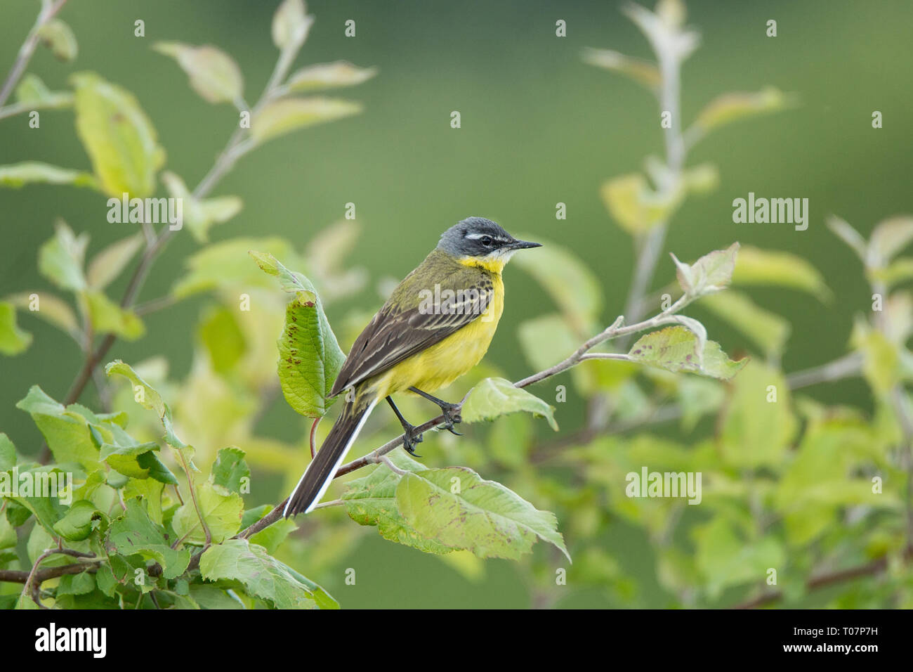 Motacilla flava est debout sur le sol à côté de l'herbe Banque D'Images