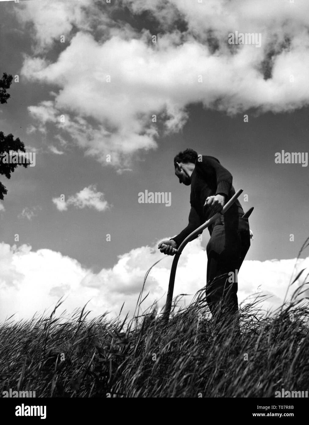 L'agriculture, la récolte, la récolte des grains, l'homme avec une faux et années 50,-Additional-Rights Clearance-Info-Not-Available Banque D'Images