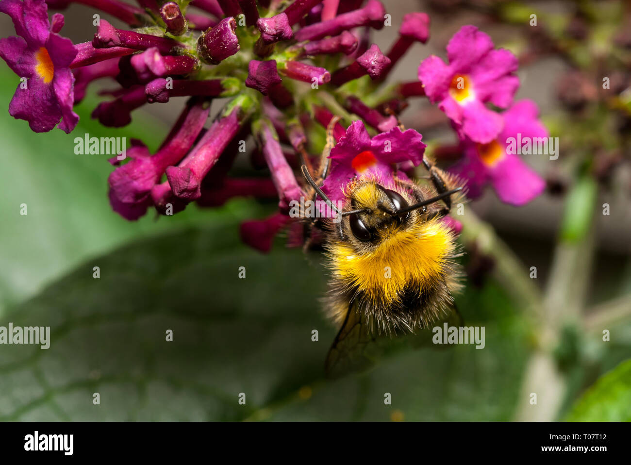 Prendre un verre d'abeilles Banque D'Images