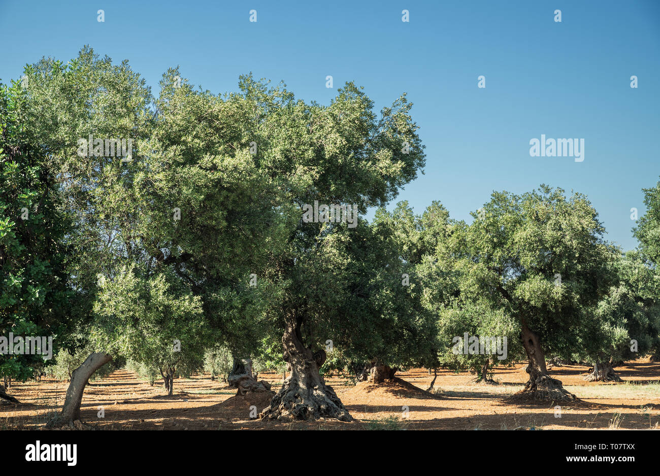 Plantation olive méditerranéenne avec un vieil olivier au premier plan. Banque D'Images